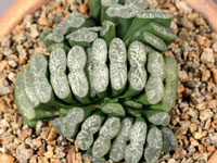 Haworthia truncata