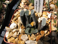 Haworthia truncata