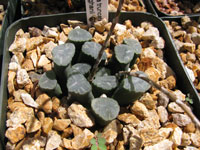 Haworthia truncata