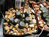 Haworthia truncata