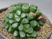 Haworthia truncata