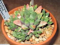 Haworthia retusa