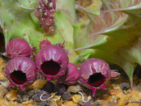 Huernia urceolata