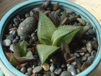 Haworthia venosa