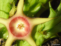 huernia verekeri