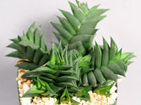 Haworthia viscosa