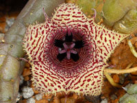 Huernia volkartii