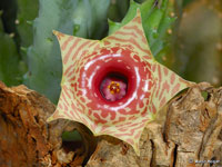 Huernia zebrina