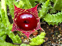 Huernia zebrina