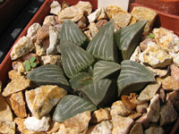 Haworthia bayeri