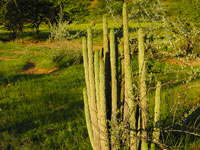 Hoodia parviflora