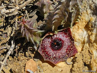 huernia reticulata