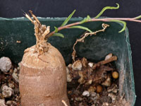 Ipomoea bolusiana