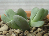 Ihlenfeldtia excavata