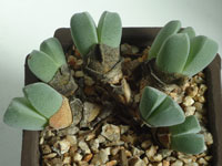 Ihlenfeldtia excavata