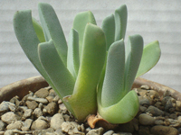 Ihlenfeldtia vanzylii