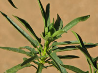 Jatropha capensis