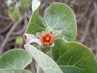 Jatropha cinerea