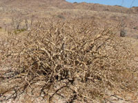 Jatropha cuneata