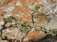 Jatropha cuneata