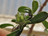 Jatropha cuneata