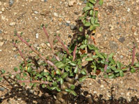 Jatropha cuneata