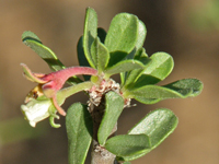 Jatropha cuneata