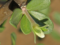 Jatropha cuneata