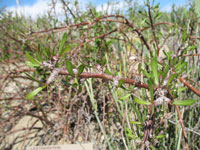 Jatropha dioica