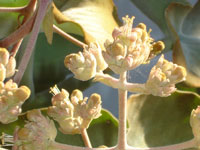 Kalanchoe beharensis