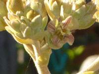 Kalanchoe beharensis