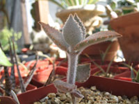 Kalanchoe beharensis