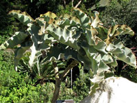 Kalanchoe beharensis