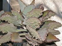 Kalanchoe beharensis