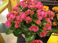 Kalanchoe blossfeldiana