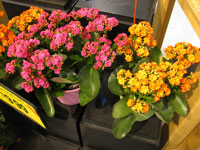 Kalanchoe blossfeldiana