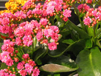 Kalanchoe blossfeldiana