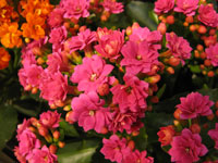 Kalanchoe blossfeldiana