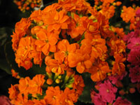 Kalanchoe blossfeldiana