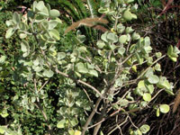 Kalanchoe bracteata