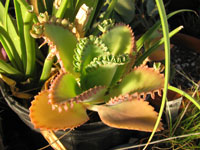 Kalanchoe daigremontiana