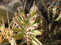 Kalanchoe daigremontiana