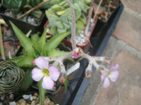 Kalanchoe eriophylla