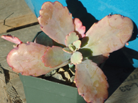 Kalanchoe fedtschenkoi