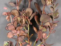 Kalanchoe fedtschenkoi