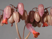 Kalanchoe fedtschenkoi