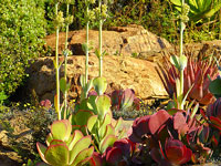 Kalanchoe luciae