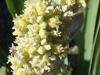 Kalanchoe luciae