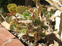 Kalanchoe marmorata