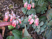 Kalanchoe marnieriana